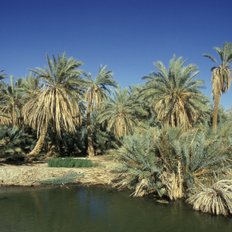 Oase Bahariya 