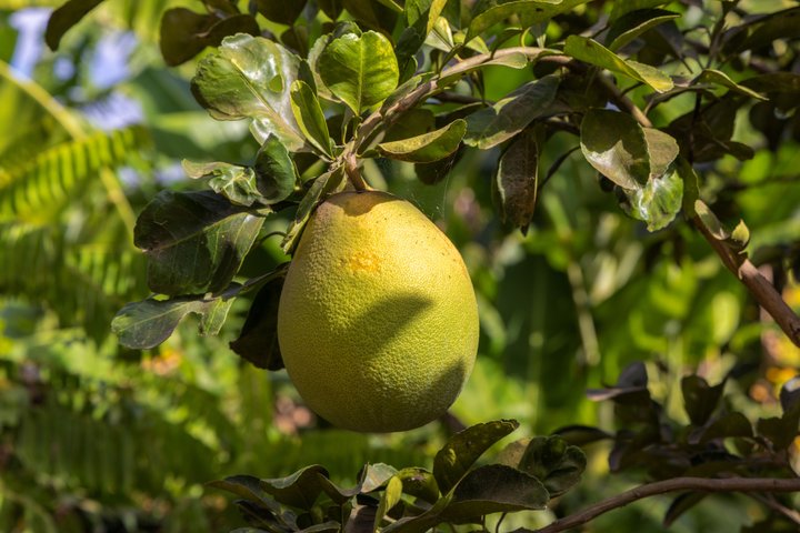 Pomelo Kambodscha