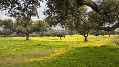 Landschaft im Alentejo