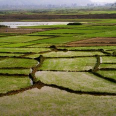 Reisfeld in Vietnam
