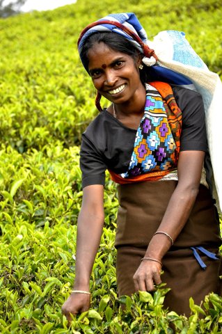 Teepflückerin im Hochland von Sri Lanka