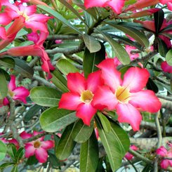 Frangipani