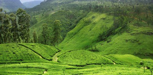 Hügel mit Teeplantagen in Sri Lanka