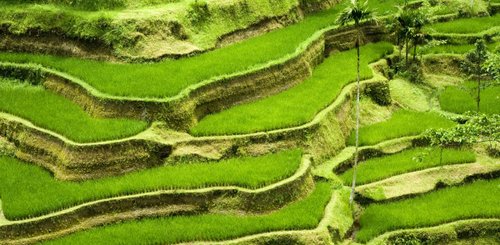 Bali Reisterrassen