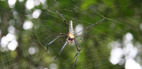Tierwelt im Khao Yai Nationalpark