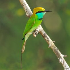 Yala Nationalpark Zwergspint auf einem Ast