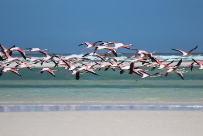 Vogelwelt in Südafrika