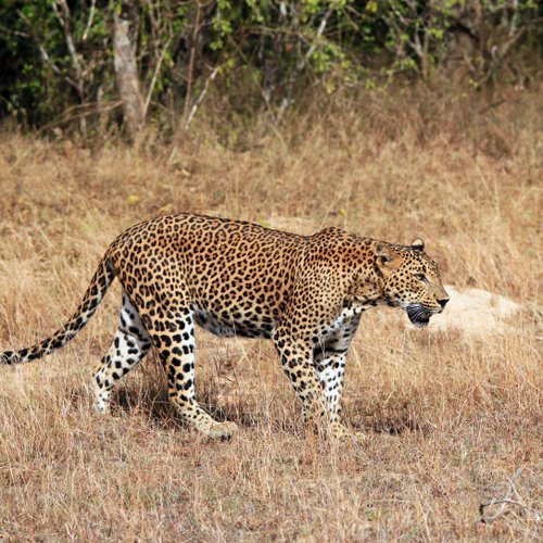Yala Nationalpark Leopard