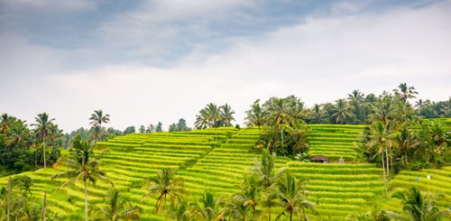 Bali Reisfelder Jatiwiluh