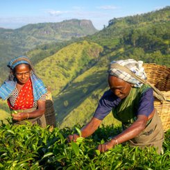Teepflückerinnen Sri Lanka