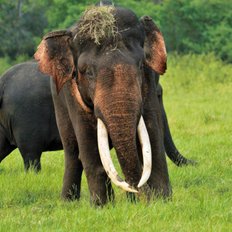 Elephant im Minneriya Nationalpark