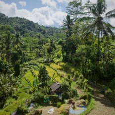 Reisterrassenlandschaft Bali Sidemen