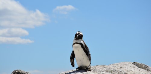 Pinguin Südafrika