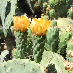 gelb blühende Kakteen auf Sardinien, Flora auf der Mittelmeerinsel