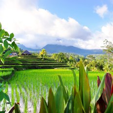 Bali Reisfeld