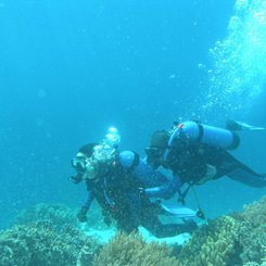The Menjangan Bali - Scuba Diving