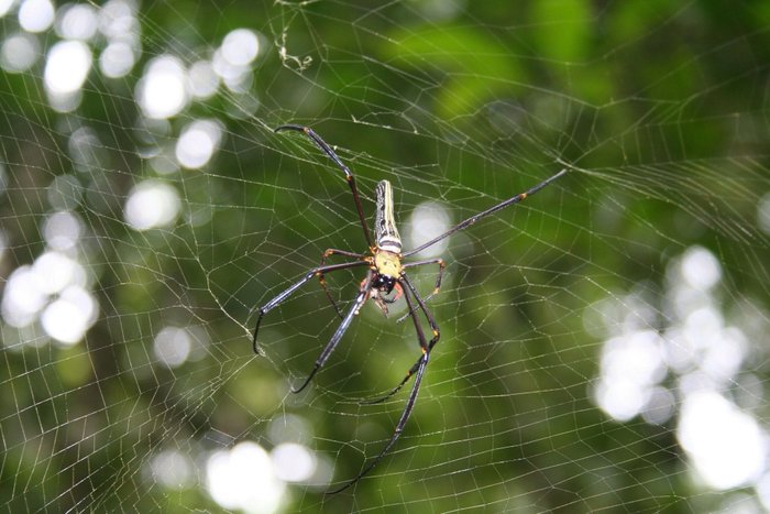 Tierwelt im Khao Yai Nationalpark