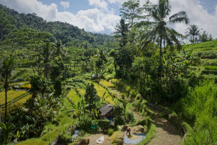 Reisterrassenlandschaft Bali Sidemen