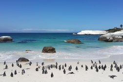 Pinguine Kapstadt