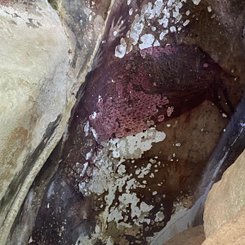 Sulawesi Hoehlenmalerei Darstellung eines Hirschebers und Haende in der Region Maros