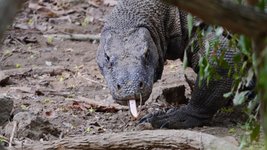 Komodo urwüchsige Echsen
