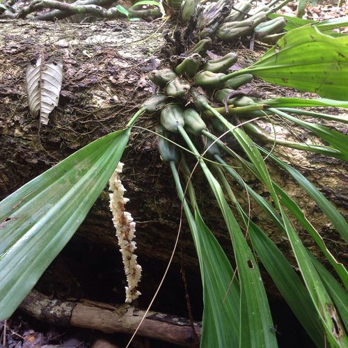 wilde Orchideen im Khao Yai Nationalpark