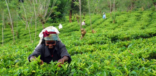 Teepflueckerin Sri Lanka