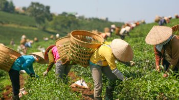 Teepflücker Vietnam