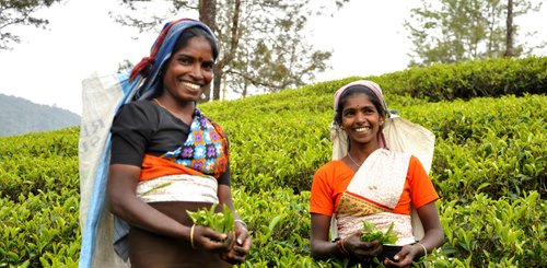 Teepflückerinnen Sri Lanka