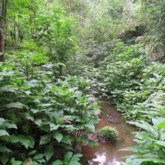 Dschungelwanderung Bali Indonesien