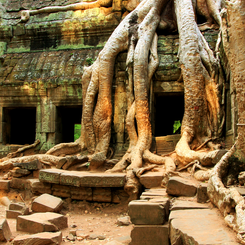 Tempel von Angkor von Urwaldriesenüberwachsene Ruinen in Kambodscha