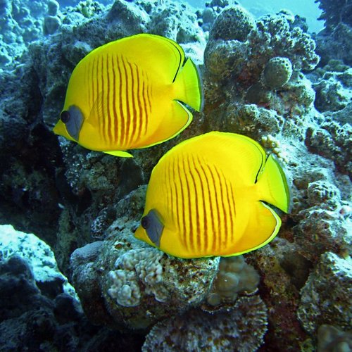 Unterwasserwelt Rotes Meer