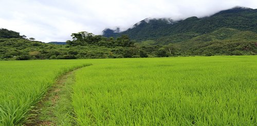 Reisfeld in Laos
