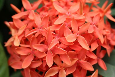 Rote Blumen Nordvietnam