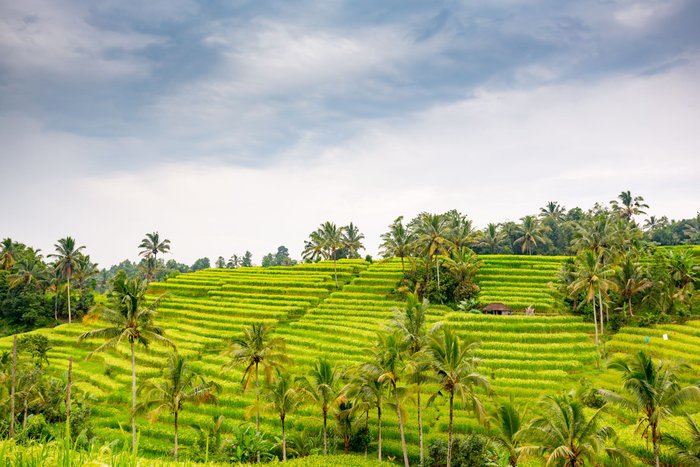 Bali Reisfelder Jatiwiluh