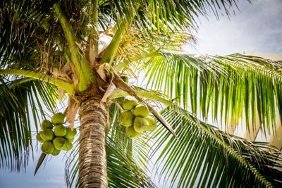Palme mit Kokosnüssen