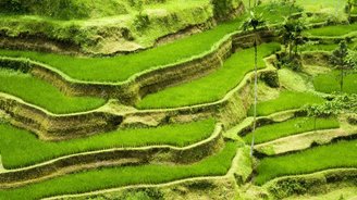 Bali Reisterrassen