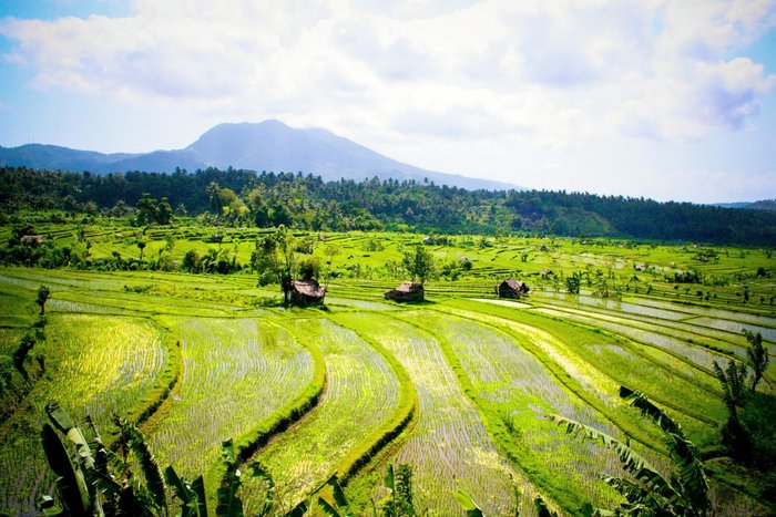 Bali Sidemen Reisterrassen Indonesien