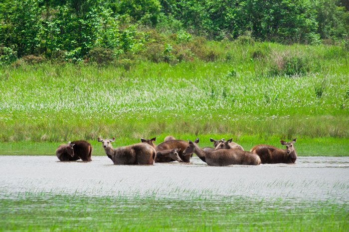 Hirsche im Khao Yai Nationalpark Thailand