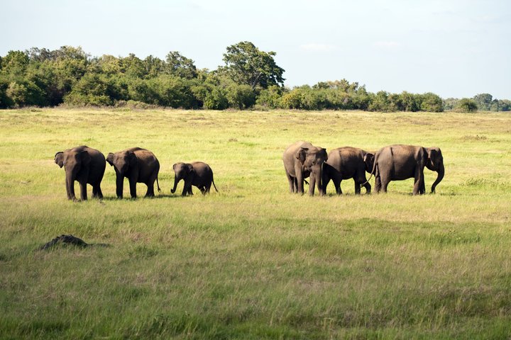 Elefanten Sri Lanka - ein atemberaubendes Erlebnis