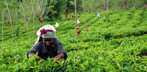 Teepflueckerin Sri Lanka