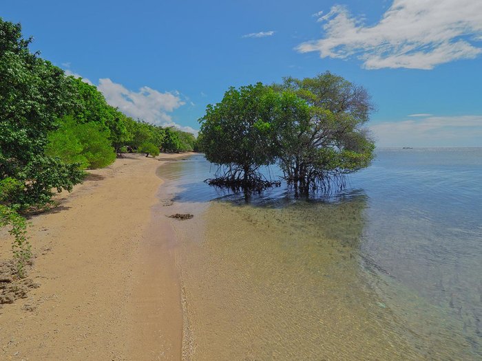 The Menjangan Mangrove Bali