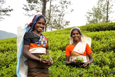 Teepflückerinnen Sri Lanka