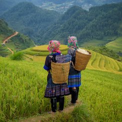Reisbauern in Vietnam