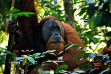 Orangutan Borneo Hausboottour Kalimantan