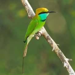 Yala Nationalpark Zwergspint auf einem Ast