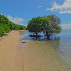 The Menjangan Mangrove Bali