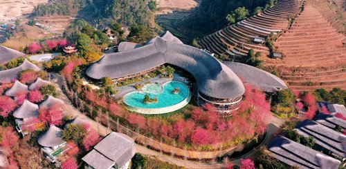 im Jänner / Februar ist die Region um das Garrya Mu Cang Chai von rosa Blüten geprägt