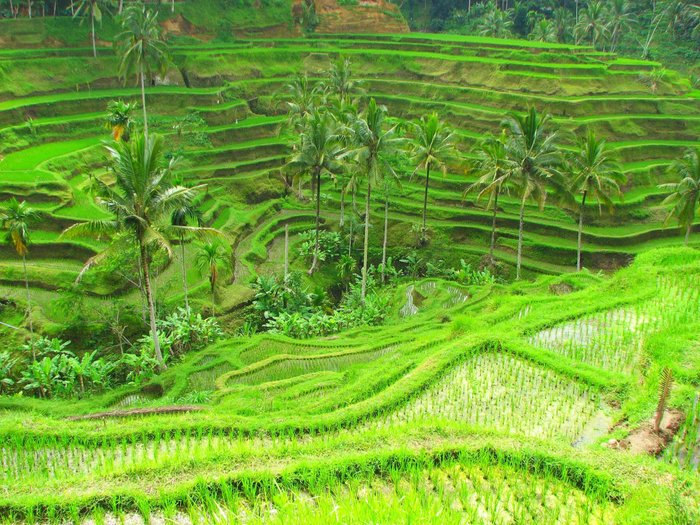 Bali Reisterrassen