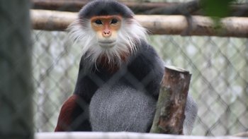 Cuc Phuong zwischen Hoa Binh und Ninh Binh Primate Research Center